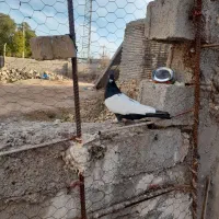 کبوتر|پرنده|سوسنگرد, |دیوار