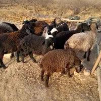 گوسفند زنده فروشی  باقصاب