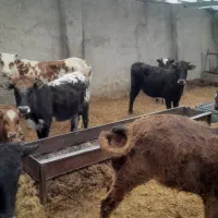 گوساله.ماده.کشتاری