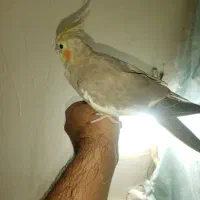 جفت عروس هلندی به شرط|پرنده|مشهد, عبادی|دیوار