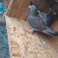 کبوتر پلاکی