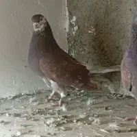 کفتر نر زمانی بشرط ساعت سنگین|پرنده|وحیدیه, |دیوار