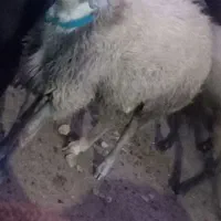 قوچ دو رگه  دو ساله|حیوانات مزرعه|کنگاور, |دیوار