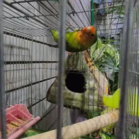 کوتوله برزیلی نر