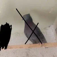 کبوتر پرشی|پرنده|فردیس, شهرک ناز|دیوار