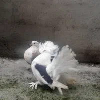 کبوتر دم چتری|پرنده|آمل, |دیوار