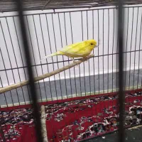 قناری نر مست