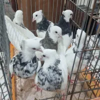 کبوتر