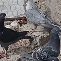 موشی نقره ای|حراج|الوند, |دیوار