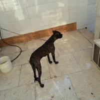 سگ پیتپول واگزاری|سگ|آبادان, |دیوار