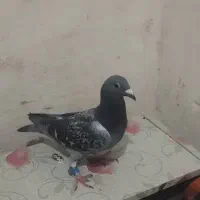 پلاکی|حیوانات|خرم‌آباد, |دیوار