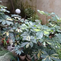 گل شفلر و پیله آ گلدان بزرگ