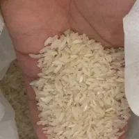 برنج محلی بلوچستان