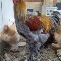 مرغ و خروس برهما تاقچه بوف بلوبوف پاتریج|حیوانات مزرعه|گلبهار, شهر جدید گلبهار|دیوار