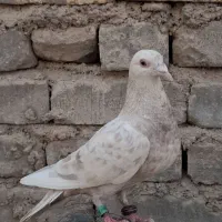 کبوتر پلاکی