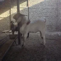 تک شاد یا همون نربز دو دندان|حیوانات مزرعه|نصر آباد, |دیوار