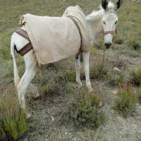 دو عدد الاغ ماده درجه یک در کوه های چاهجهان