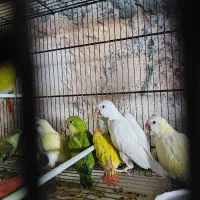 ردچیک راهب طوطی سرلاکی و دونخور|پرنده|اسفراین, |دیوار