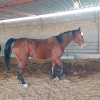 ۳ اسب از بهترین نژادهای سواری