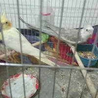 یه جفت عروس هلندی تخم‌جوجه ای