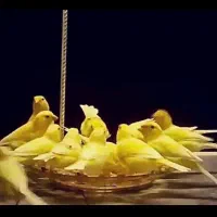 قناری واتر اسلاگر اصیل|پرنده|اردبیل, |دیوار