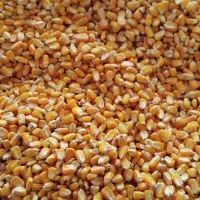 فروش ذرت گندم آبی وجودوپر کردی