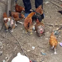 مرغ و خروس محلی|حیوانات مزرعه|چالوس, |دیوار