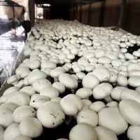 پرورش قارچ /تجهیزات قارچ خوراکی