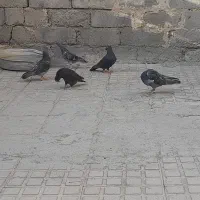 کبوتر|پرنده|صحنه, |دیوار