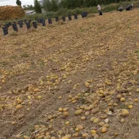 سیب زمینی بذری آکریا ۴۰۳ تضمینی