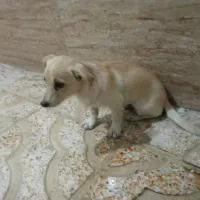 سگ پا کوتاه|سگ|باغستان, |دیوار