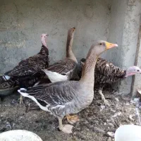 بوقلمون تخم گذار
