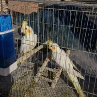 عروس هلندی معاوضه بامرغ|پرنده|دزفول, |دیوار