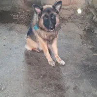 ژرمن  شپر نره  هست|سگ|رودبنه, |دیوار