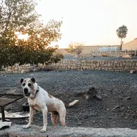 واگذاری افغان اصیل|سگ|سبزوار, قصبه غربی|دیوار