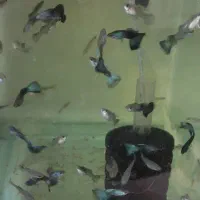 گوپی