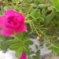 سیم کارت گل ها