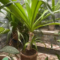 دو عدد گل اشک مریم سالم و سرحال