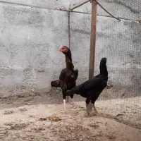 لاری' خروس و مرغ و جوجه اوشامو|حیوانات مزرعه|بندرعباس, |دیوار