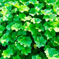 سبزی خورشتی وتوله