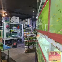 اکواریوم ماهی اب شور دیسکس ابشور انجل گوپی|ماهی|شیراز, سیاه سنگ|دیوار