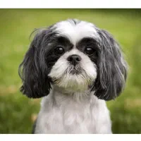 واگذاری سگ شیتزو رایگان