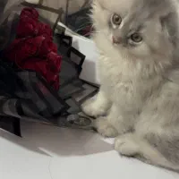 گربه ناز و ملوس|حیوانات|کرمانشاه, |دیوار