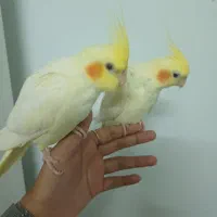 جوجه عروس هلندی|پرنده|طرقبه, |دیوار