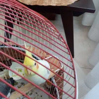 عروس 3ماهه،