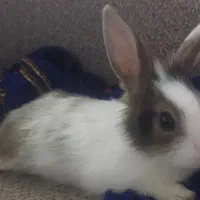 خرگوش نر باهوش و زرنگ 7 ماهه