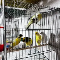 قناری فر|پرنده|مبارکه, |دیوار