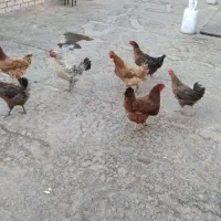 مرغ محلی|حیوانات مزرعه|مشهد, رباط طرق|دیوار