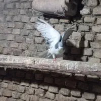 کبوتر  چادری کله سیاه