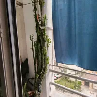 گل کاکتوس افوربیا